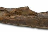 Fossil Hadrosaur (Edmontosaurus) Femur - Wyoming #379439-10